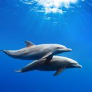 Dolphins [123RF]