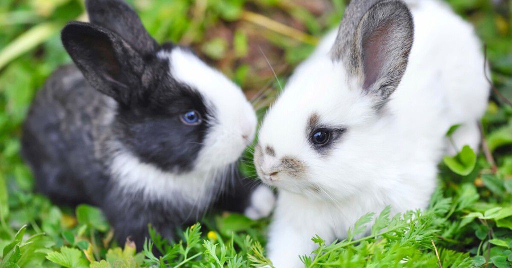Rabbits are great pets [NewAtlas]