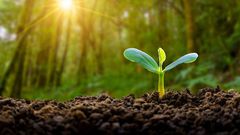 Plants have an internal clock [Medium]