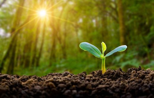 Plants have an internal clock [Medium]