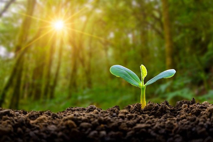 Plants have an internal clock [Medium]