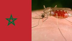 Malaria in Morocco [Worldlifeexpectancy]