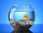 Goldfish are a great choice [Dr.Connestion]