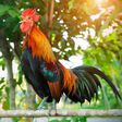 Rooster Crowing