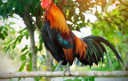 Rooster Crowing