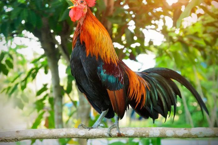 Rooster Crowing
