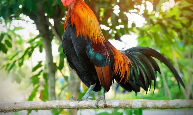 Rooster Crowing