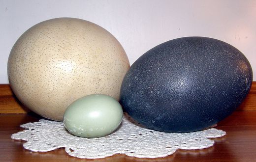 Unusual animal eggs that are edible [Flickr]