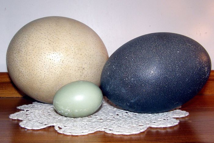Unusual animal eggs that are edible [Flickr]