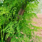 Moringa tree [FastGrowingTrees]
