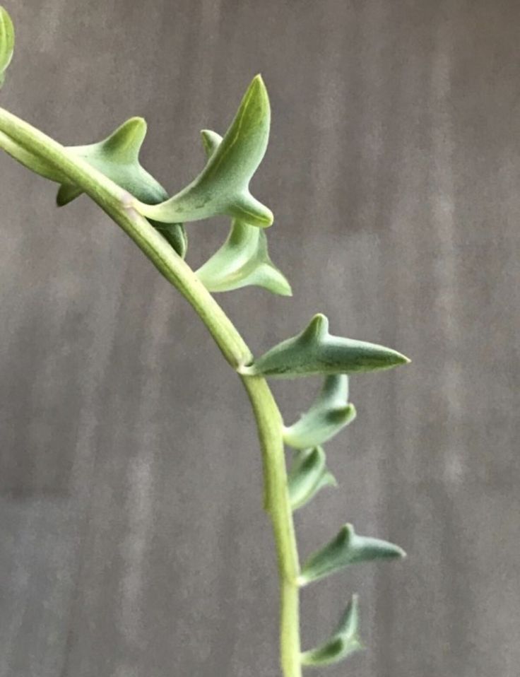 Dolphin succulent [Pinterest]
