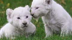 White lion cubs [WallpaperFlare]