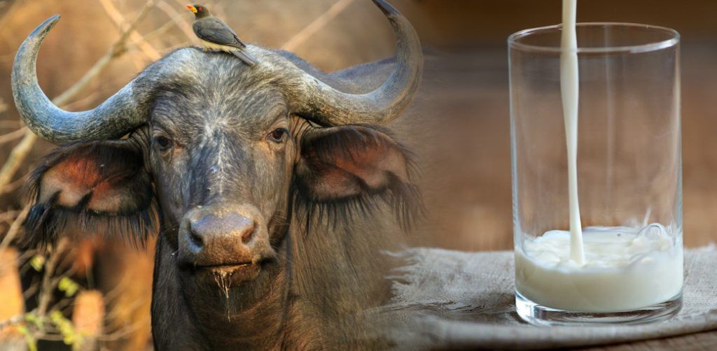 Buffalo milk [Factssa]