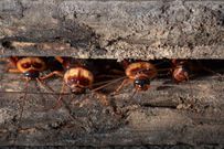 Cockroaches [GettyImages]