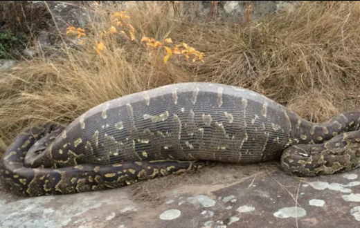 Some animals can survive without food for months [EnviroNewsNigeria]