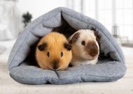 Guinea pigs [Penny&Wild]