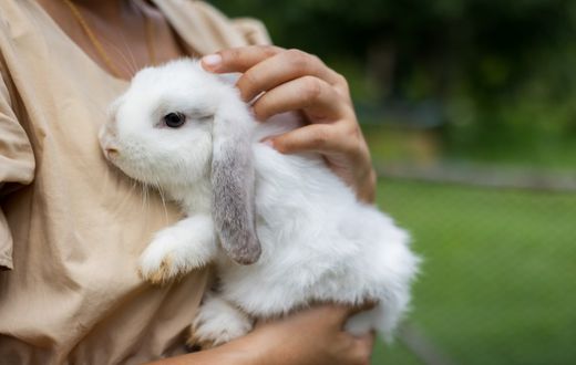 Great pets that aren’t cats or dogs [AnimalWelfareLeague]