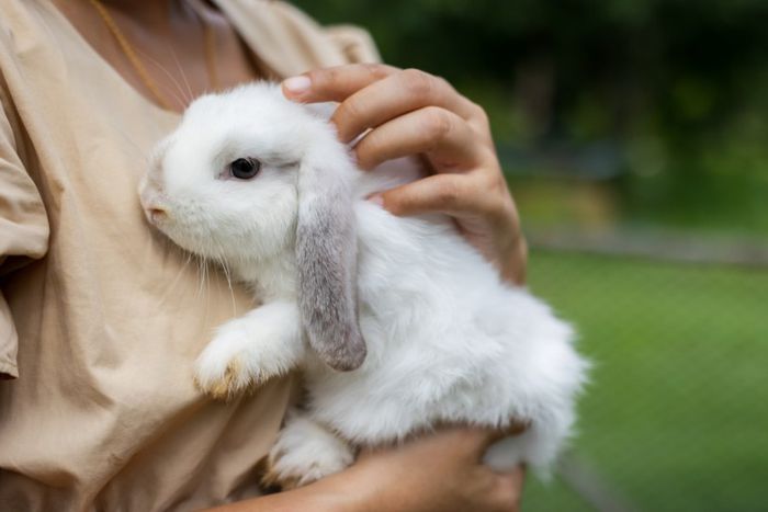 Great pets that aren’t cats or dogs [AnimalWelfareLeague]