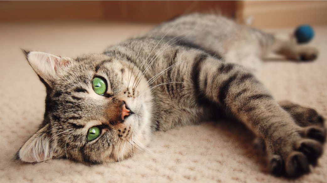 Wife sues husband for caring of their cat more than her