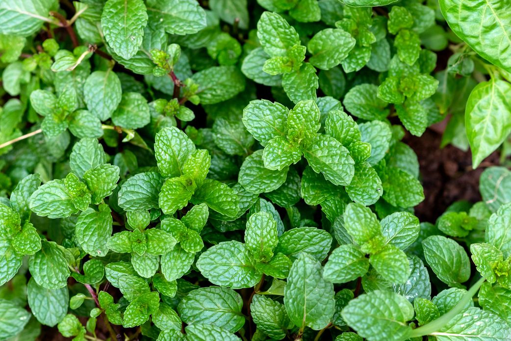 Feeling bloated? These 6 foods can help reduce bloating
