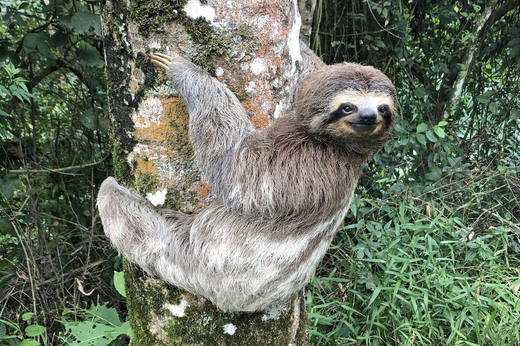 20 animals that can't be found in Africa