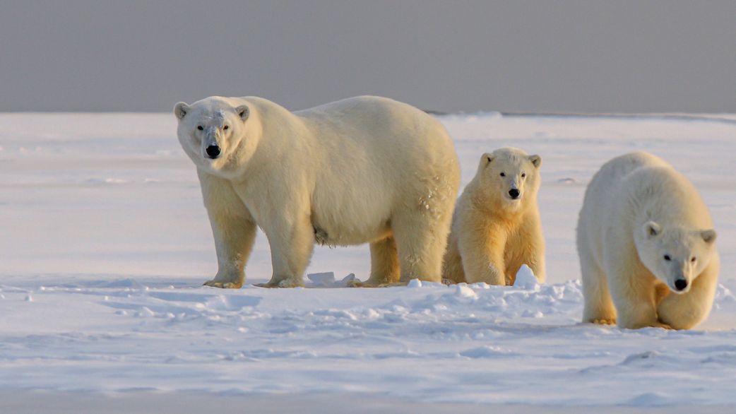 20 animals that can't be found in Africa