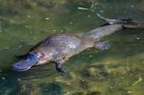 20 animals that do not live in Africa