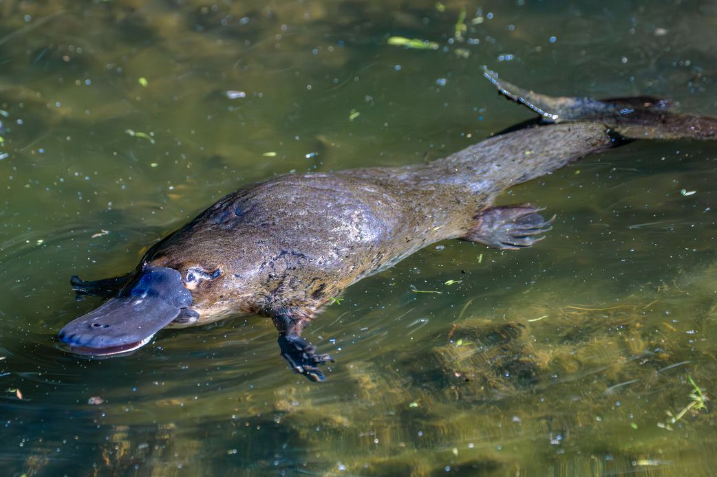 20 animals that can't be found in Africa