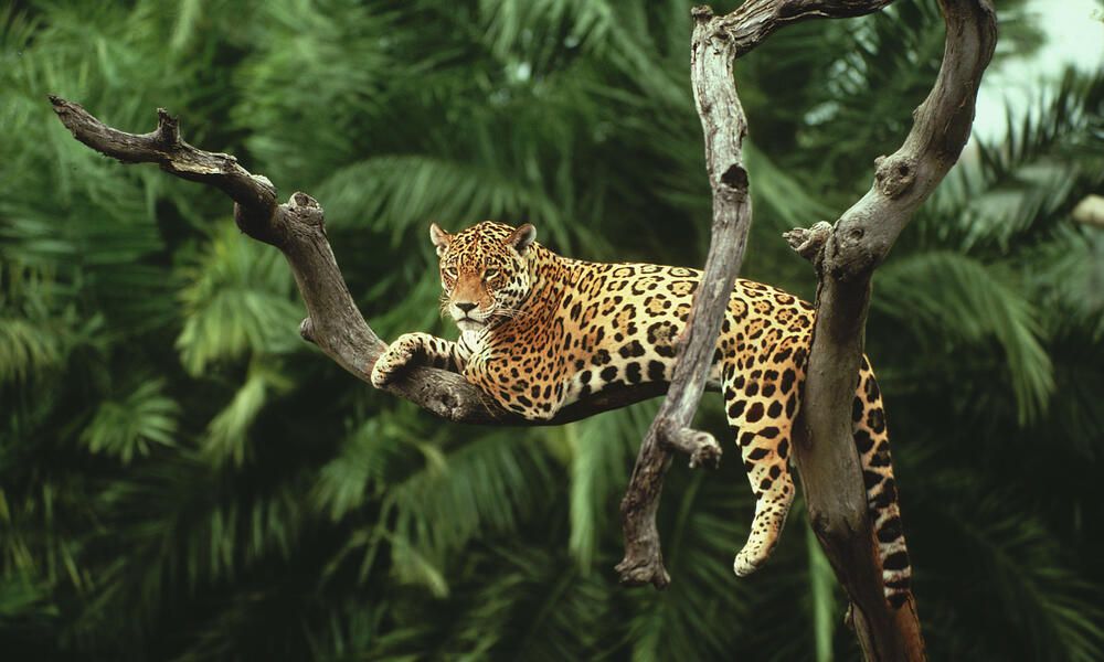 20 animals that can't be found in Africa