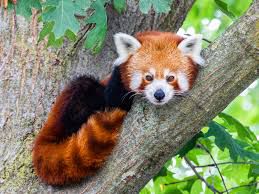 20 animals that can't be found in Africa