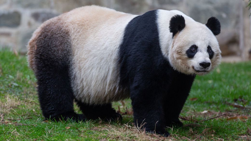 20 animals that can't be found in Africa