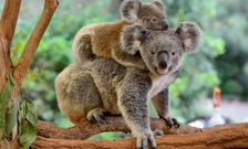 20 animals that do not live in Africa