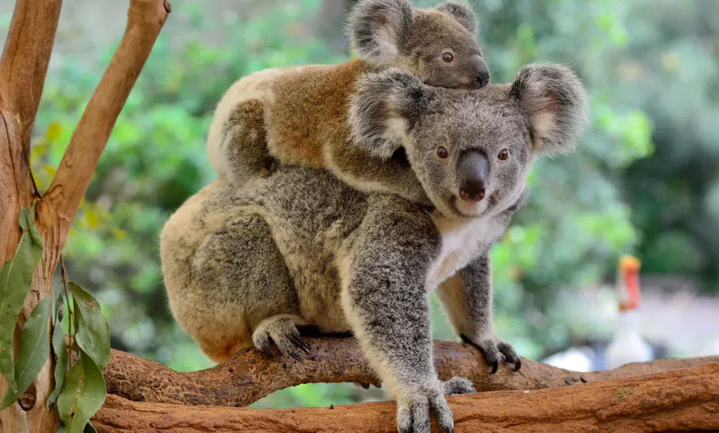 20 animals that can't be found in Africa