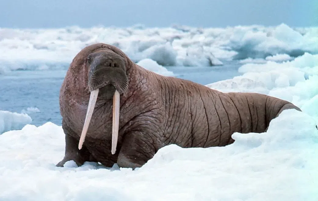 20 animals that can't be found in Africa
