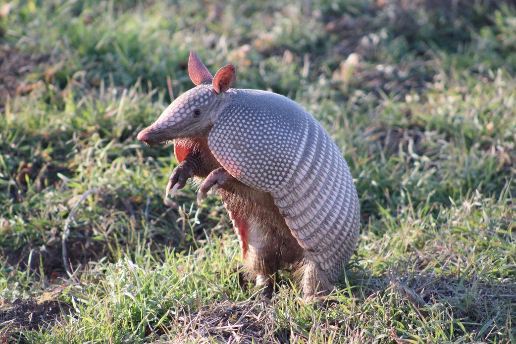 20 animals that can't be found in Africa