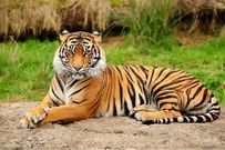 20 animals that do not live in Africa
