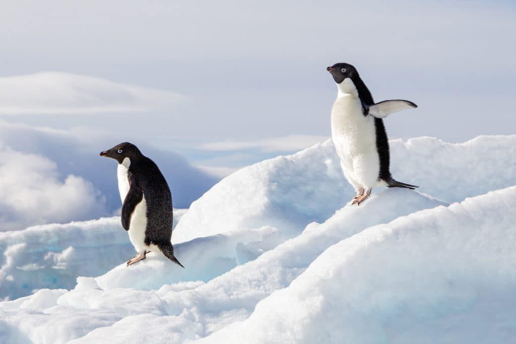 20 animals that can't be found in Africa
