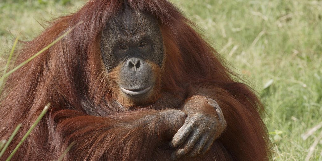 20 animals that can't be found in Africa