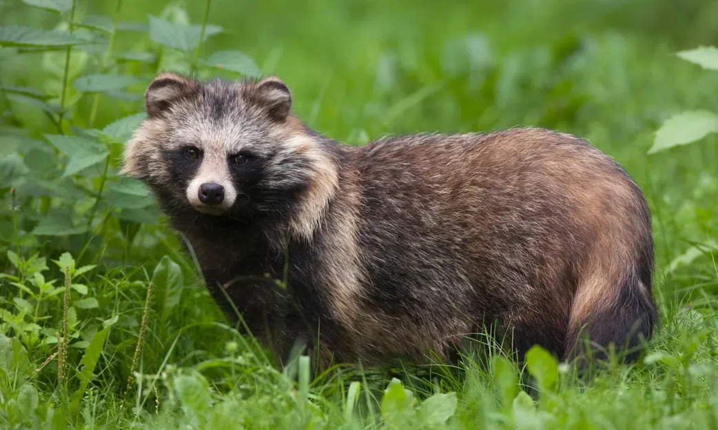 20 animals that can't be found in Africa
