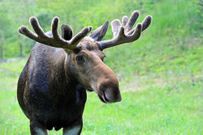 20 animals that do not live in Africa