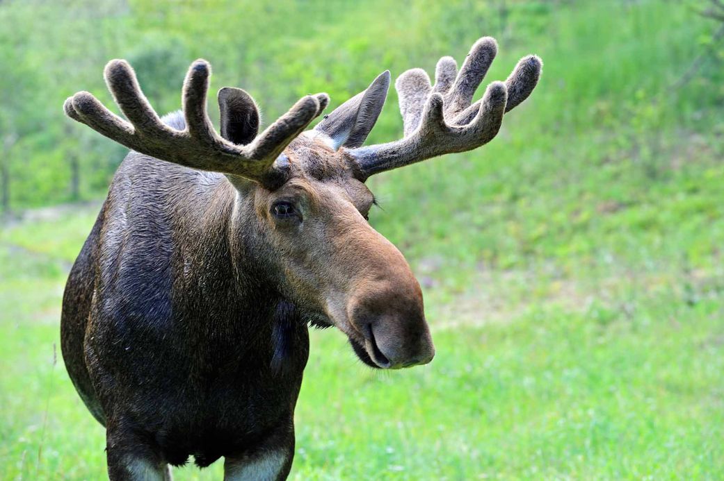 20 animals that can't be found in Africa