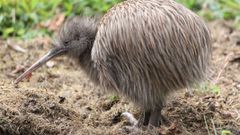 20 animals that do not live in Africa