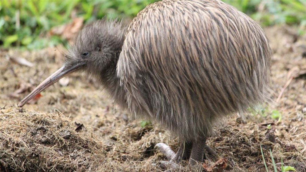 20 animals that can't be found in Africa
