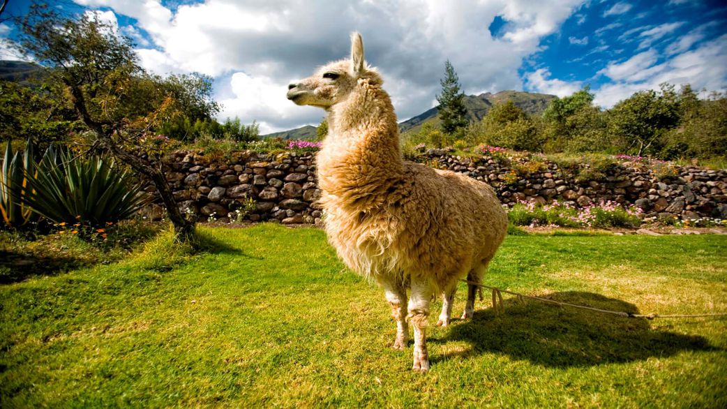 20 animals that can't be found in Africa