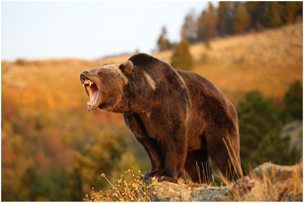20 animals that can't be found in Africa