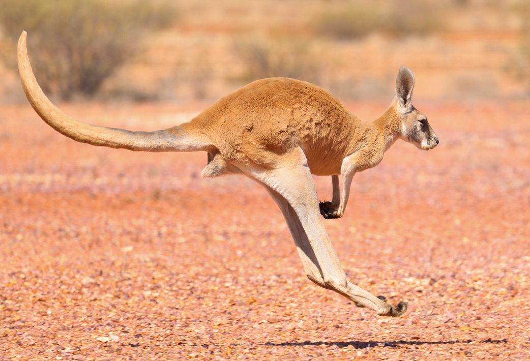 20 animals that can't be found in Africa