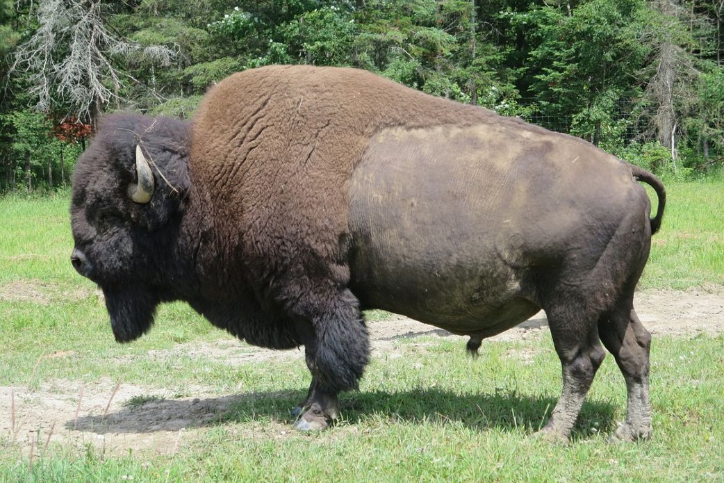 20 animals that can't be found in Africa