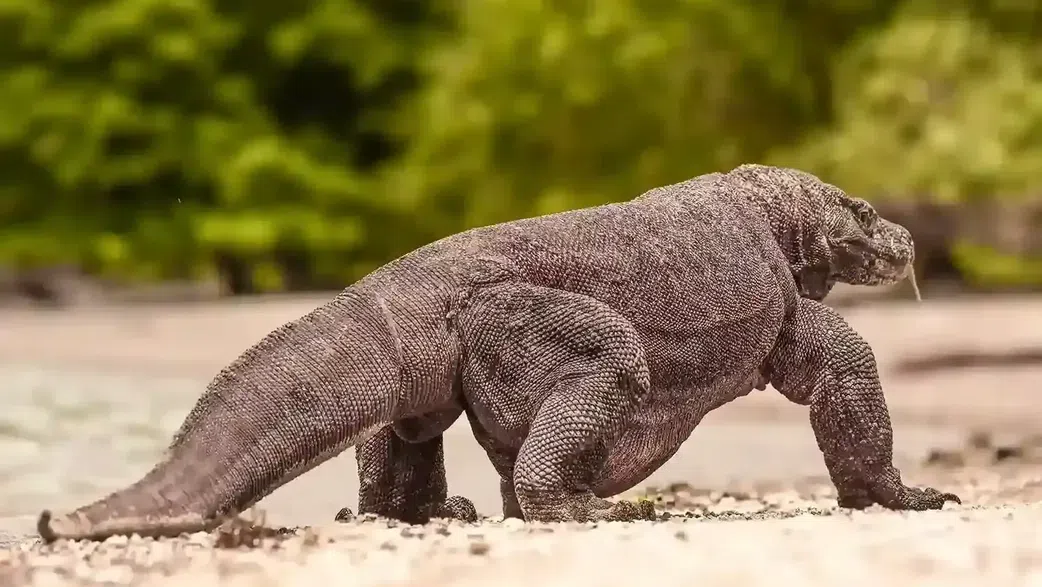 20 animals that can't be found in Africa
