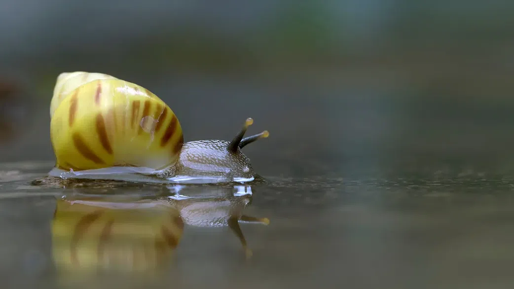 Revealed: The World’s #1 killer of humans (It’s smaller than you think)