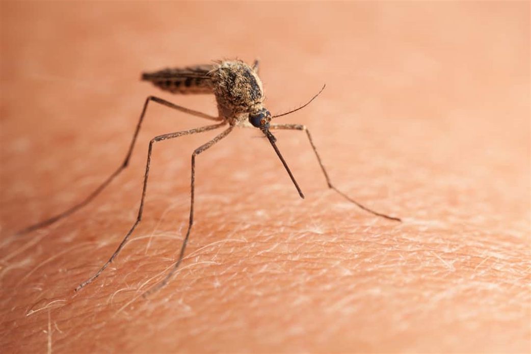 Revealed: The World’s #1 killer of humans (It’s smaller than you think)